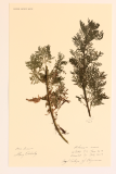 Artemisia annua RCPGdnHerbarium  (52).JPG